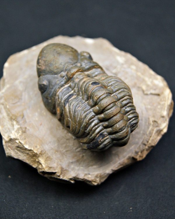 Reedops de alta calidad