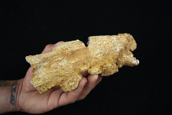 Cráneo parcial fósil de cocodrilo