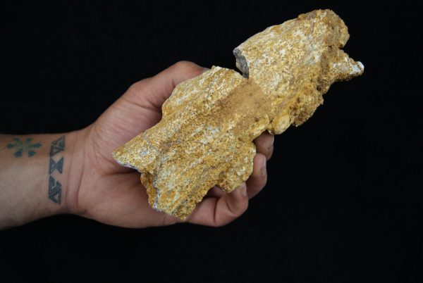 Cráneo parcial fósil de cocodrilo