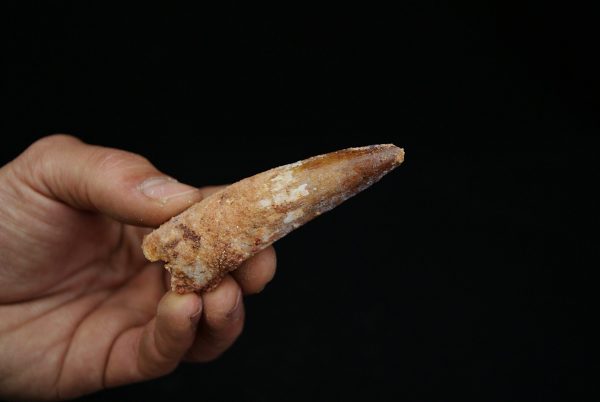 Spinosaurus con raíz