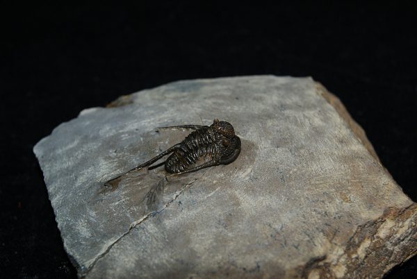Trilobite Cyphaspis