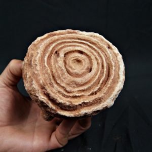 Estromatolito fósil estratificado