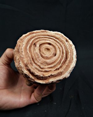 Estromatolito fósil estratificado