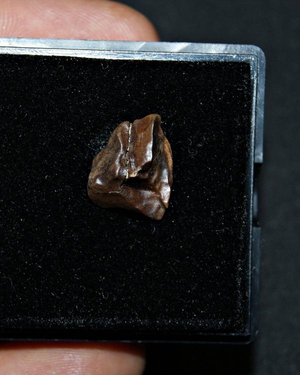 Triceratops horridus