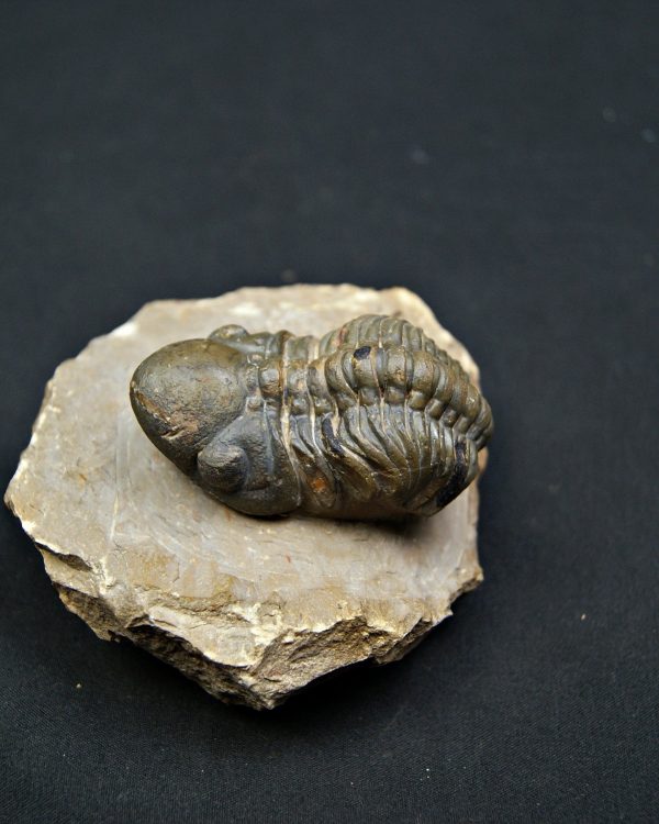 Reedops de alta calidad