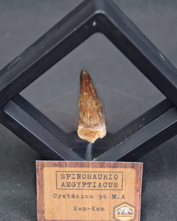 Spinosaurus aegyptiacus