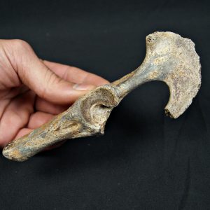 Pelvis parcial de cérvido