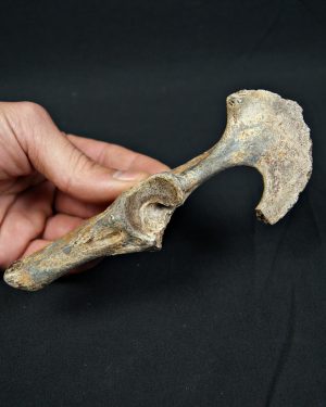 Pelvis parcial de cérvido