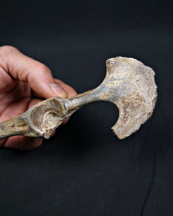 Pelvis parcial de cérvido
