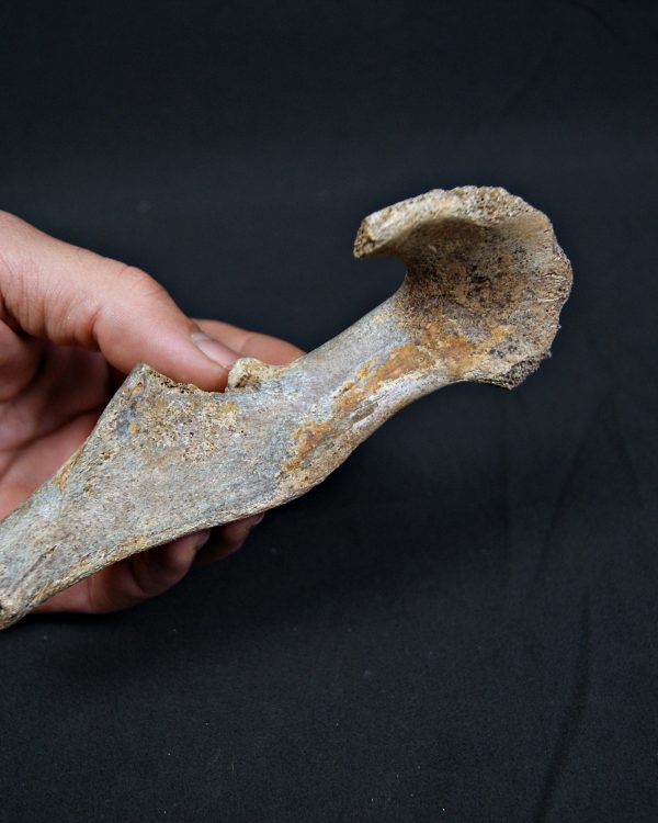 Pelvis parcial de cérvido