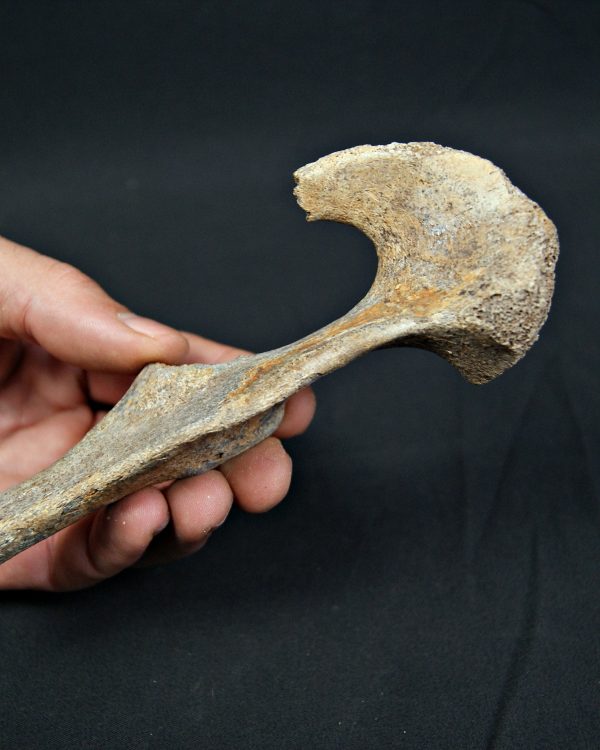 Pelvis parcial de cérvido