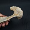 Pelvis parcial de cérvido