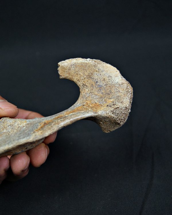 Pelvis parcial de cérvido