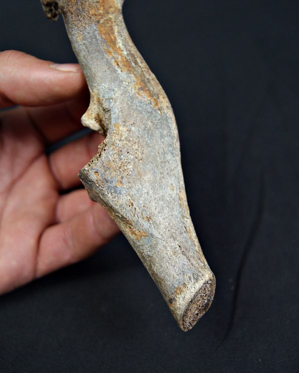 Pelvis parcial de cérvido