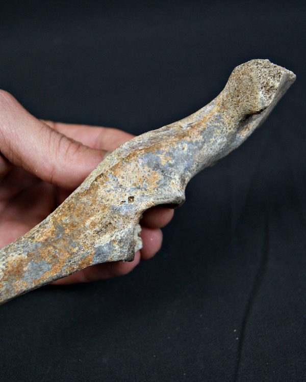 Pelvis parcial de cérvido