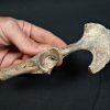 Pelvis parcial de cérvido