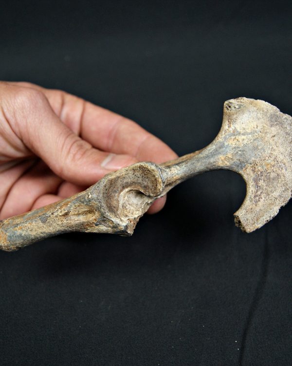Pelvis parcial de cérvido