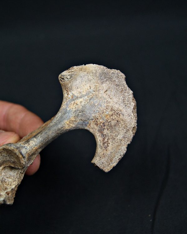 Pelvis parcial de cérvido