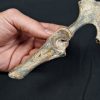 Pelvis parcial de cérvido