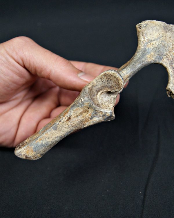 Pelvis parcial de cérvido