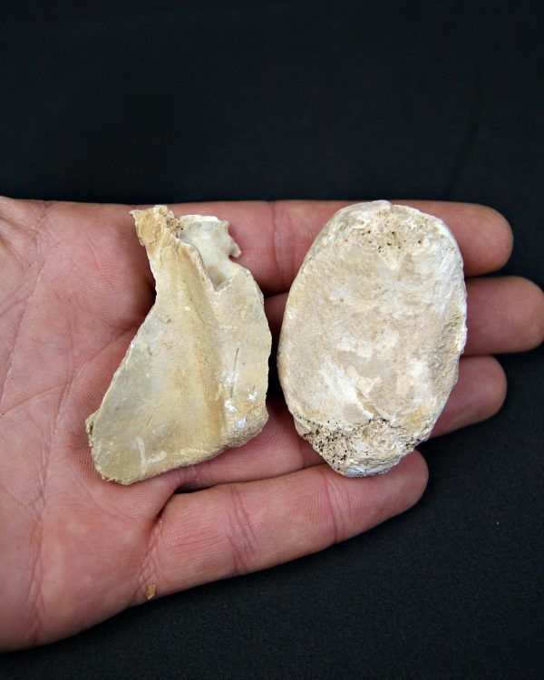 Huesos de oso de las cavernas