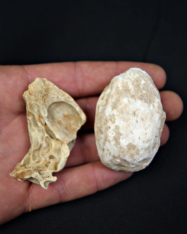 Huesos de oso de las cavernas