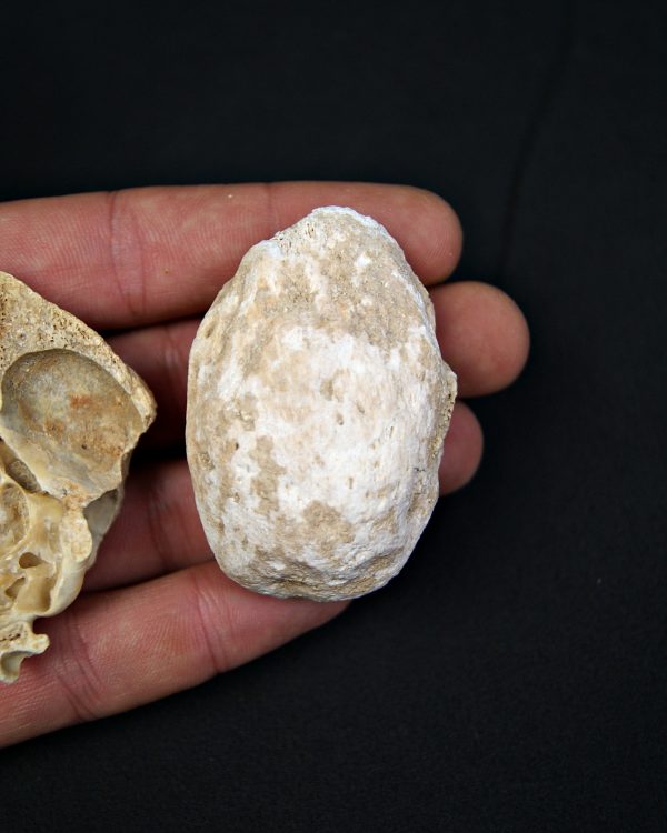 Huesos de oso de las cavernas