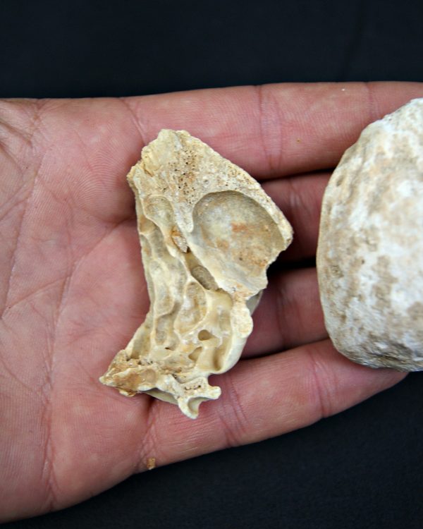 Huesos de oso de las cavernas