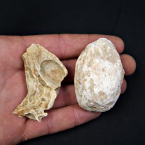 Huesos de oso de las cavernas