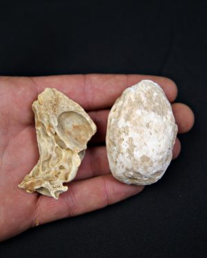 Huesos de oso de las cavernas