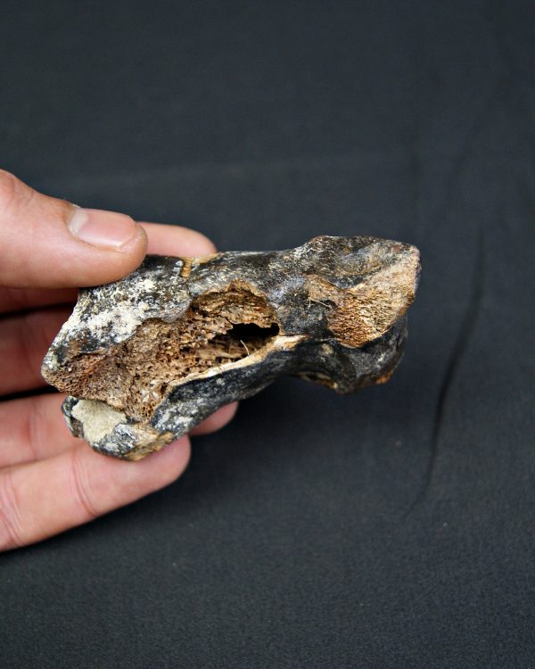 Falange de Bison priscus