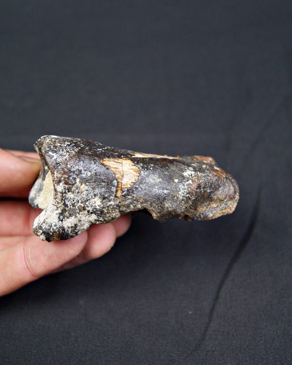 Falange de Bison priscus