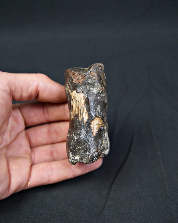 Falange de Bison priscus