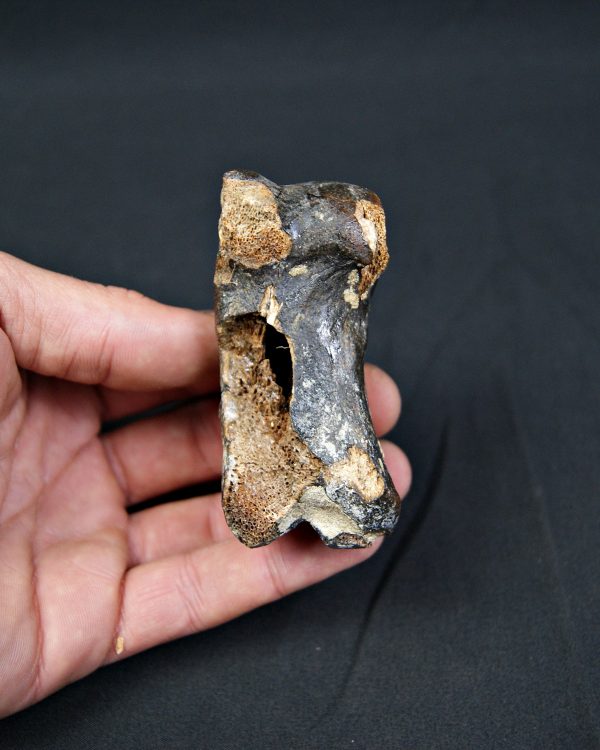 Falange de Bison priscus