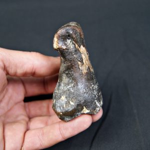 Falange de Bison priscus