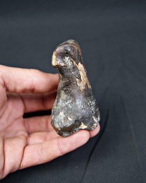 Falange de Bison priscus