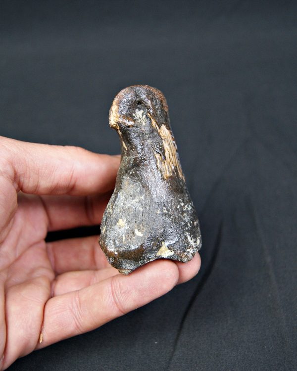 Falange de Bison priscus