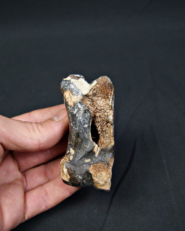 Falange de Bison priscus