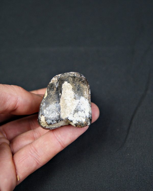 Falange de Bison priscus