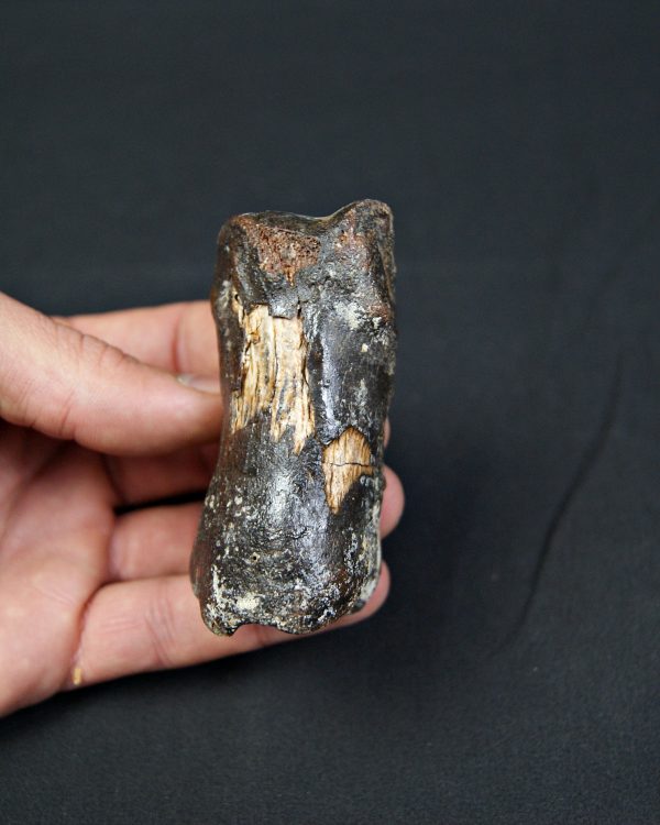 Falange de Bison priscus