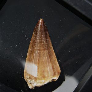 Diente de Mosasaurus