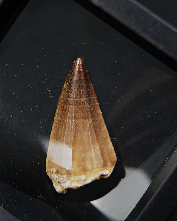 Diente de Mosasaurus