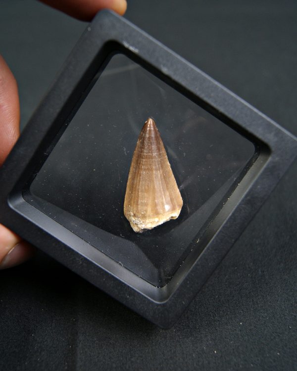 Diente de Mosasaurus