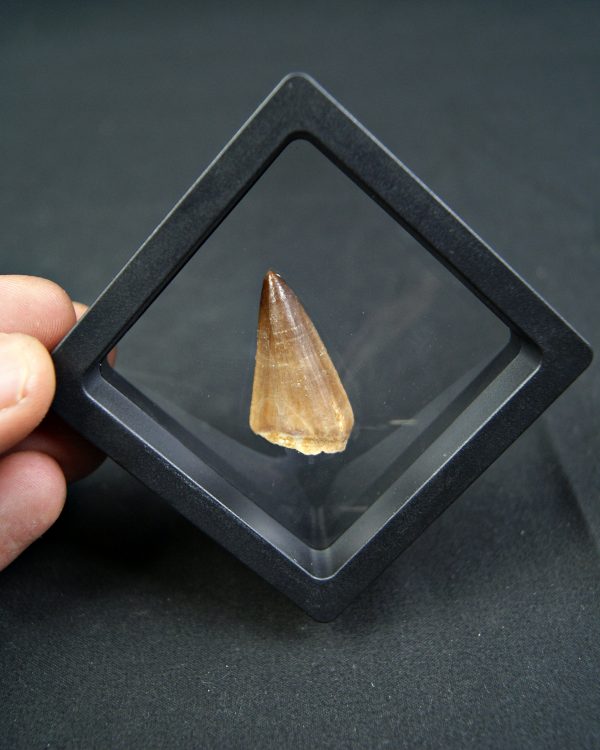 Diente de Mosasaurus