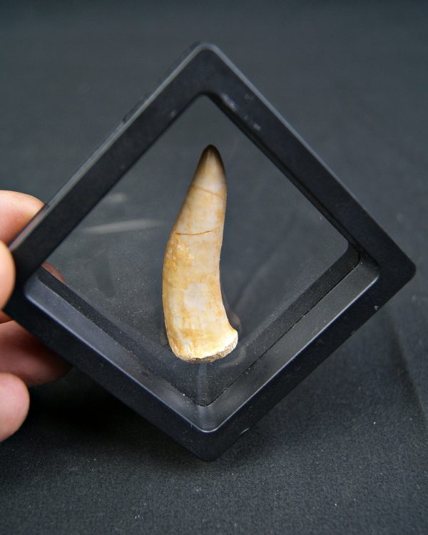 Diente de Enchodus libicus