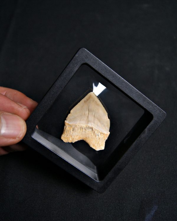 Squalicorax (“tiburón cuervo”)