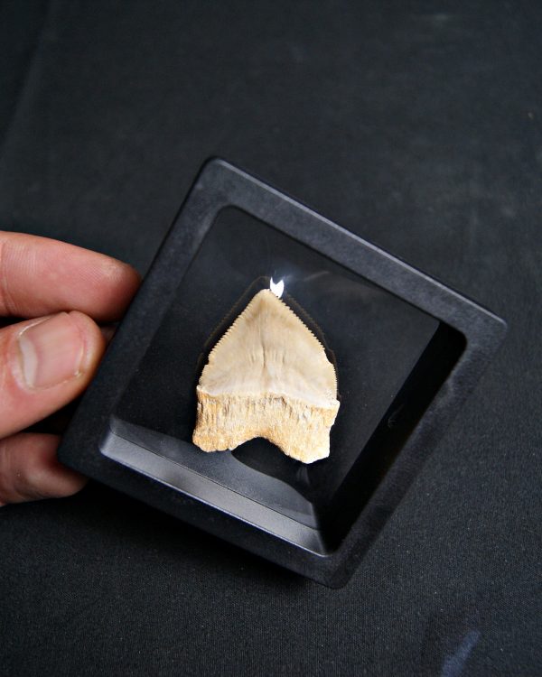 Squalicorax (“tiburón cuervo”)