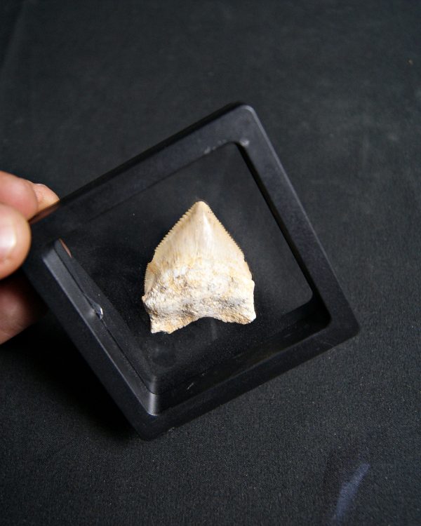 Squalicorax (“tiburón cuervo”)