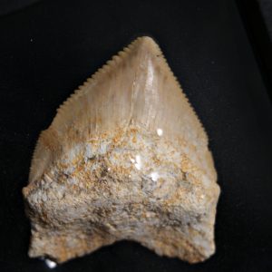 Squalicorax (“tiburón cuervo”)