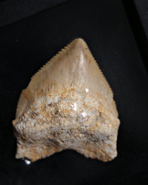 Squalicorax (“tiburón cuervo”)